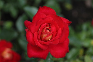  薔薇　ばら　希望