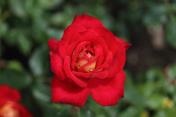 薔薇　ばら　希望