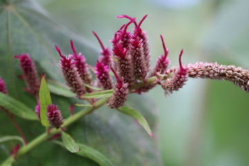Celosia argentea belongs to Amaranthaceae family.It grows in warm weather.There are about 60 species of celosia, they are members of the argentea and spicata species.