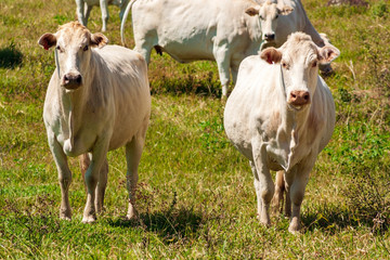 Vacas Nelore IMG_3616