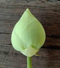 Lotus on green leaf and water surface is considered a symbol of virtue. Belief has existed since the modern era. Lotus has been called “ The queen of Aquatic  Plant” is a water plant with petioles.