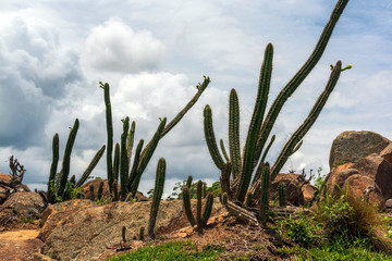 Cactus IMG_8926