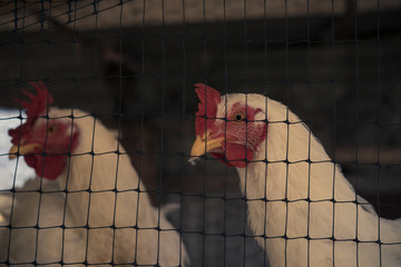 chickens