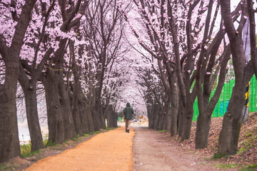 Seoul, Korea - April 7: Seoul's cherry blossoms festival in Korea, beautiful scenery photographers around Seoul, Korea on 7 April 2019