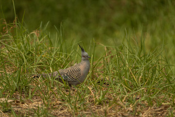 pigeon in the grass