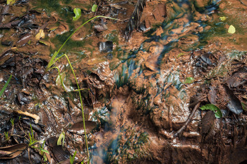 autumn leaves in the water