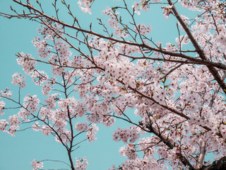 桜