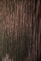 Textura de tronco de árbol vertical.