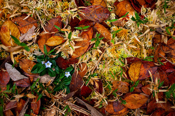 autumn leaves on the ground