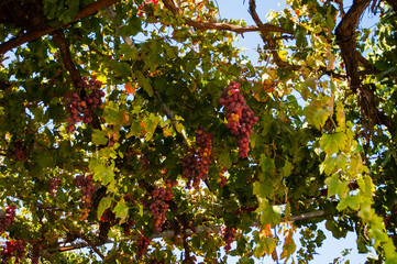 The village of Omodos is picturesquely situated on the slopes of the mountains among the vineyards and has long been famous for winemaking. It produces the most famous wine of Cyprus – Commandaria   