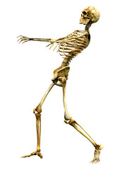 3D Rendering Human Skeleton on White