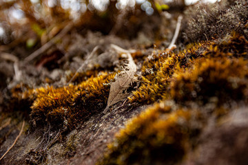moss on tree