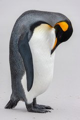 King Penguin - Volunteer Point - Falkland Islands © mrallen