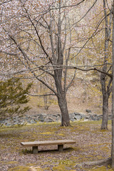 Bench on a beautiful hiking trail in Hokkaido, Japan,
