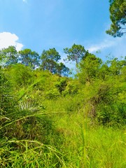 landscape with trees and blue sky