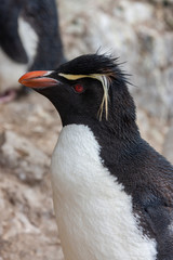 Naklejka premium Southern Rockhopper Penguin - Falkland Islands