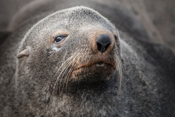 Antarctic fur seal,Arctophoca gazella, an beach, Antartic peninsula.