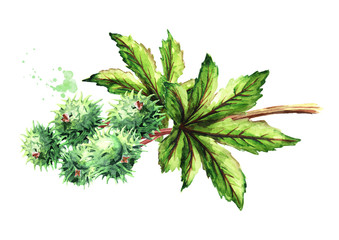 Castor oil plant, Ricinus communis. Brunch with green beans and leaves. Watercolor hand drawn illustration, isolated on white background