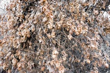 Thickets of autumn withered Bush