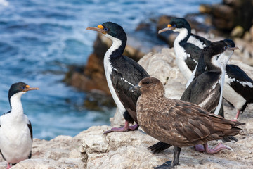 Antarctic Skua - Blue Eyed Comorants - Falkland Islands