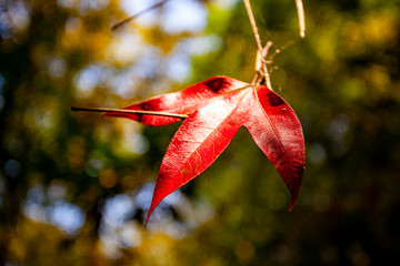 autumn leaves on tree