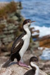 Blue Eyed Comorants - Falkland Islands