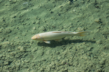 Colorful decorative fish float in a clear water, view from above. White carp fish in the lake or pond.
