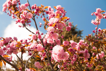 Beautiful sakura flowers on a clear day in Hokkaido, Japan.