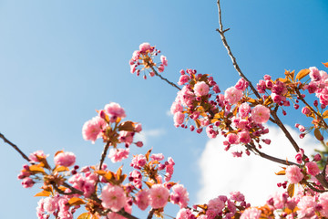 Beautiful sakura flowers on a clear day in Hokkaido, Japan.
