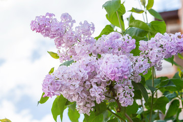 Colorful flowering branches of lilac in spring garden