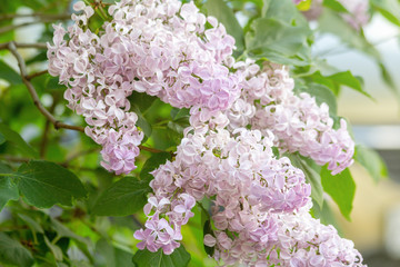 Colorful flowering branches of lilac in spring garden