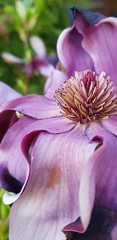 purple magnolia flower, macro shot