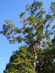 tree and blue sky