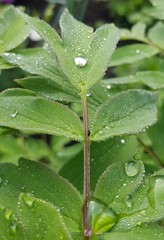 drops of dew on green leaves