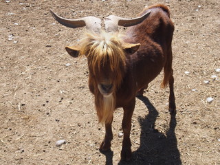 An animal with bangs hanging over the eyes, Zoo de Luján, Buenos Aires, Argentina