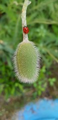 green bud, future poppy flower