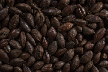 Black roasted malt for alcohol production. Roasted Barley background. Top view