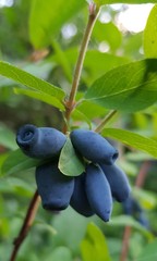 bunch of blue berries honeysuckle