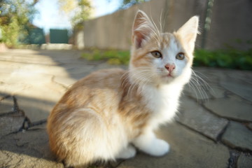 Ginger white kitten relaxed in the sunny yard, closeup sitting cat portrait