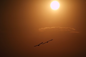 Two seagulls floating over the sea at sunset