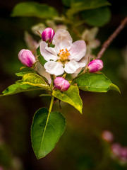 Obraz premium pink flowers of tree