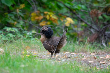 Ruffed Grouse