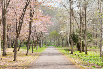 Beautiful hiking trail in Japan. 
