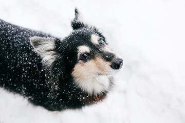 Cute funny dog having fun in the snow