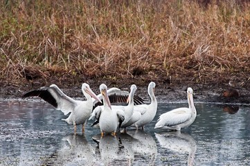 Five American White Pelicans in a Pond