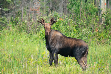 Moose looking at you