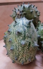 kiwano or horned melon, spiked melon, also African horned cucumber or melon, jelly melon, hedged...