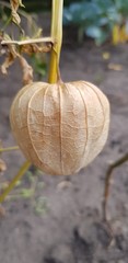 Physalis fruits on a branch