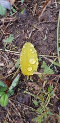 raindrops on wet leaves and grass