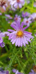 drops of dew on the petals of a purple flower